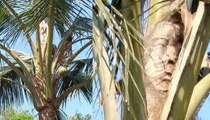 সাতটি নারিকেল গাছের মূল্য সাত লাখ টাকা পুলিশ ইন্সপেক্টরের কাছে চাঁদা দাবির অভিযোগ