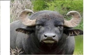 রাঙ্গাবালীতে বন্য মহিষের মাংসসহ যুবক আটক