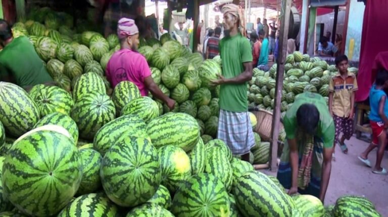 বরিশালে তরমুজের বাম্পার ফলন, কৃষকের মুখে হাসি