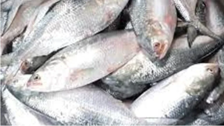 খাদ্য সহায়তা না পেয়ে বিপাকে বাউফলের জেলেরা