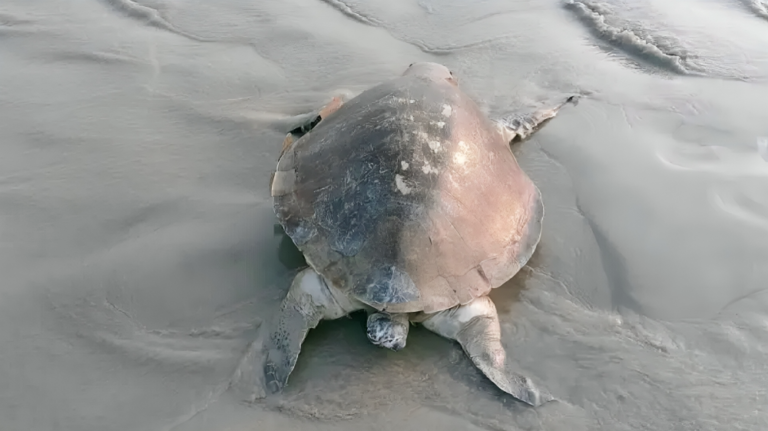 কুয়াকাটায় ভেসে এলো বিরল প্রজাতির মৃত কচ্ছপ