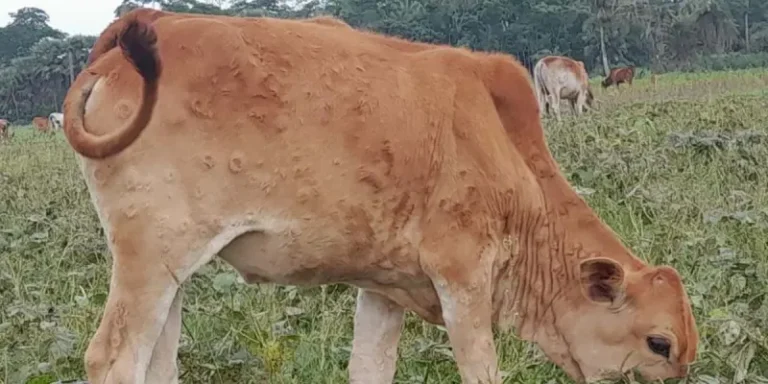 পটুয়াখালীর বাউফলে গরুর লাম্পি স্কিন রোগে বিপর্যস্ত কৃষক-খামারিরা