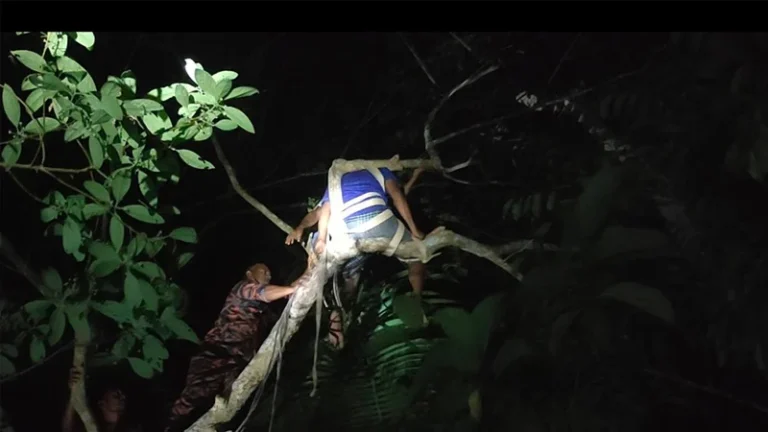 গভীর রাতে মগডালে উঠে অজ্ঞান যুবক, নামাল ফায়ার সার্ভিসের কর্মীরা