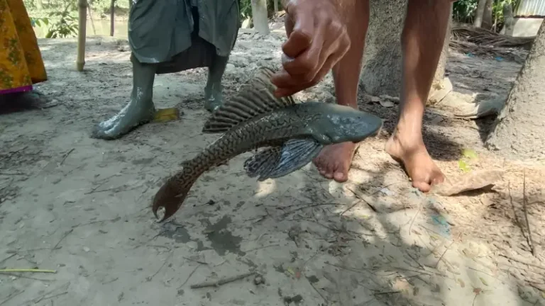 দশমিনার পুকুরে বিরল সাকার মাছ, দেখতে ভিড়