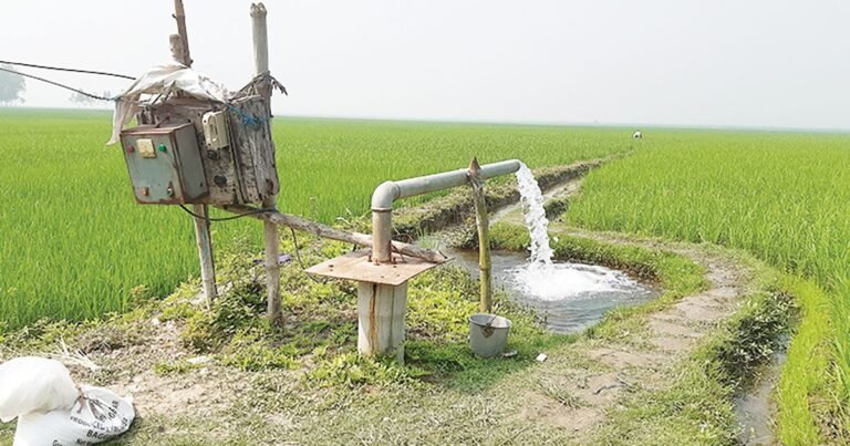 বরিশালে বোরো মৌসুমে রেকর্ড আবাদ, লক্ষ ১৮ লাখ টন চাল উৎপাদনের 