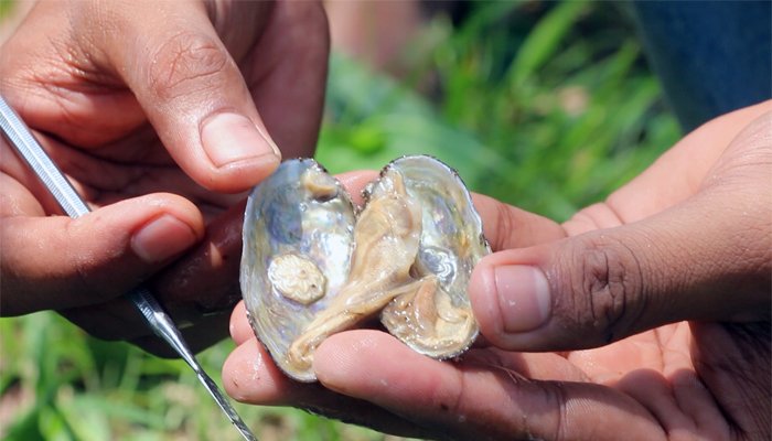 ভোলায় মুক্তা চাষে নতুন দিগন্তের সূচনা