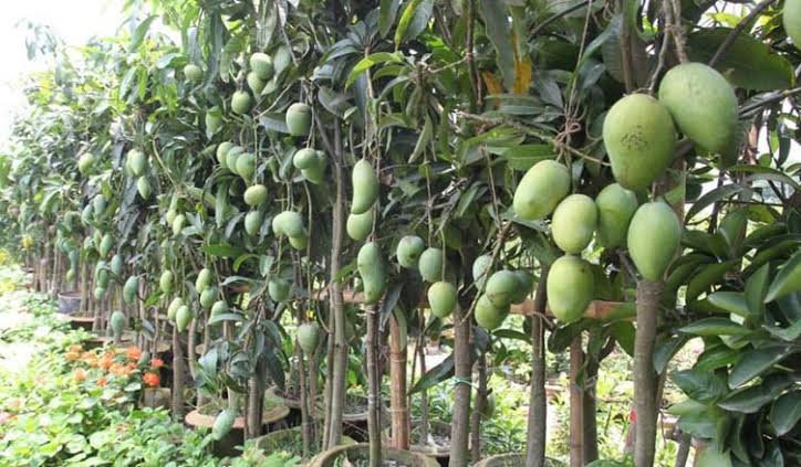 দশমিনায় আম চাষে সাফল্যের দৃষ্টান্ত শাহ আলম