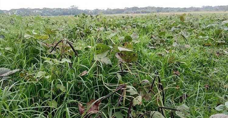 ঝালকাঠিতে মুগ ডাল চাষে কৃষকদের মুখে হাসি