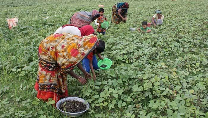বরগুনার আমতলীতে মুগডালের ভালো ফলন, দামে খুশি কৃষকরা