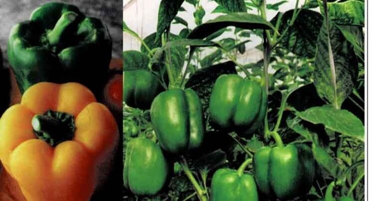 বরিশালের মিষ্টি ‘ক্যাপসিকাম’ উৎপাদন বৃদ্ধির জন্য প্রশিক্ষণ ও উন্নত বীজ সরবরাহের তাগিদ