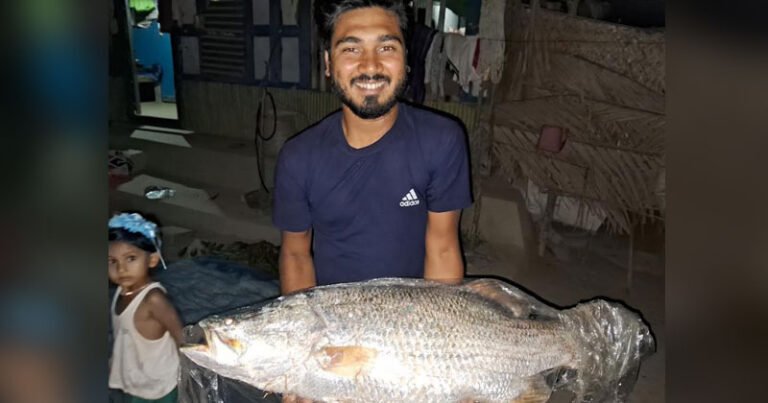 কলাপাড়ার সোনাতলা নদীতে ১২ কেজির বিশাল কোরাল মাছ, বিক্রি হলো কম দামে