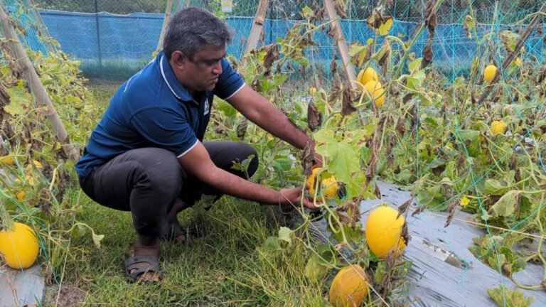 পটুয়াখালীর বল্লভপুরে মরুভূমির স্বাদ—সাম্মাম চাষে সাফল্য কামরুজ্জামান জুয়েলের
