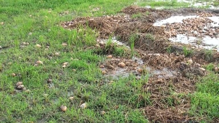 গলাচিপায় হিমাগার না থাকায় পচে যাচ্ছে হাজার টন আলু