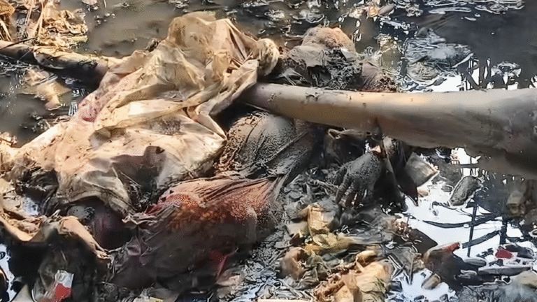 কলাপাড়ায় খালে অজ্ঞাত নারীর মরদেহ উদ্ধার