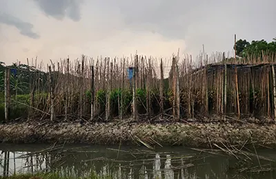 ঝালকাঠিতে পাঁচ কৃষকের পানের বরজে অগ্নিসংযোগ, ক্ষতি প্রায় ২৫ লাখ টাকা