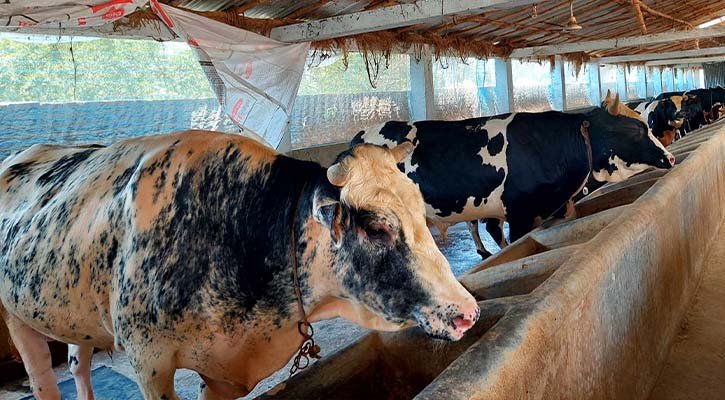 বরগুনায় কোরবানির হাটে পশু বেশি, দাম কম – চাঁদাবাজিতে বিপাকে ব্যবসায়ীরা