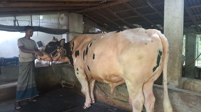 বরিশালে ঈদের হিরো প্রতিদিন ৭০ কেজি খাবার খায় ‘ফণী টু’