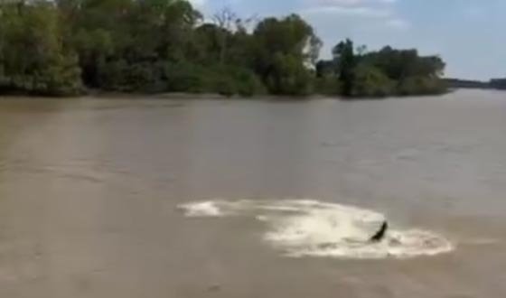 মুলাদীতে কুমির দেখার গুজব, নদীপাড়ে উদ্বেগ