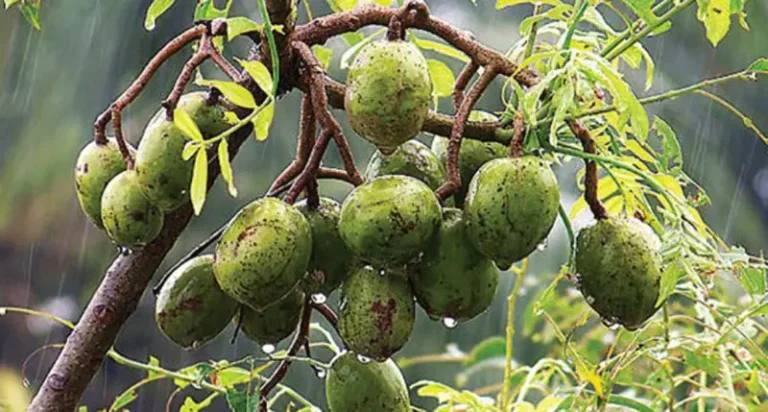 জিআই স্বীকৃতি পেল বরিশালের ঐতিহ্যবাহী আমড়া