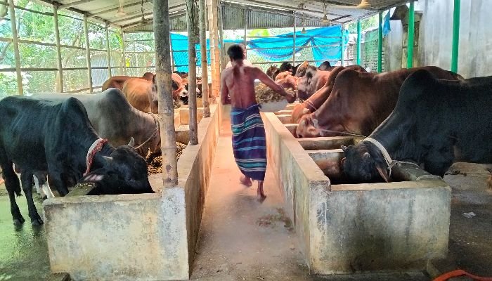 বরিশালে কোরবানির গরুর অতিরিক্ত সরবরাহ, বিদেশি পশুর প্রয়োজন নেই