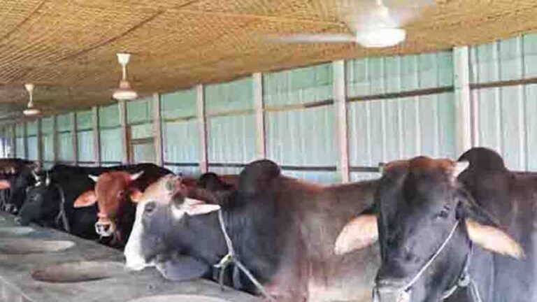 কুরবানির জন্য প্রস্তুত অতিরিক্ত পশু: খামারিরা ব্যস্ত পরিচর্যায়