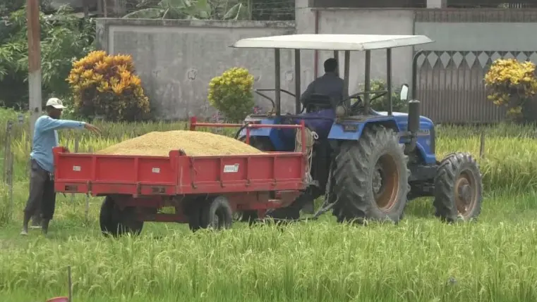 বরিশালে ডায়াবেটিসবান্ধব ব্রি ধান-১০৫ চাষে কৃষকদের আগ্রহ বাড়ছে