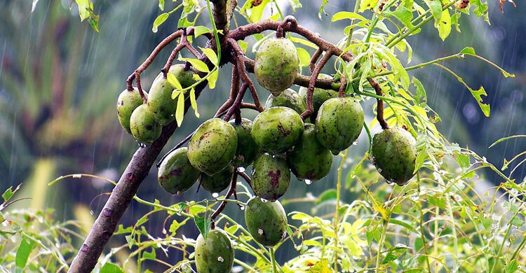 দেশের ৮০% আমড়ার জোগান বরিশাল থেকেই