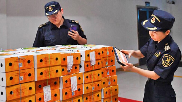  চীনের বাজারে প্রবেশ করলো বাংলাদেশের তাজা আম