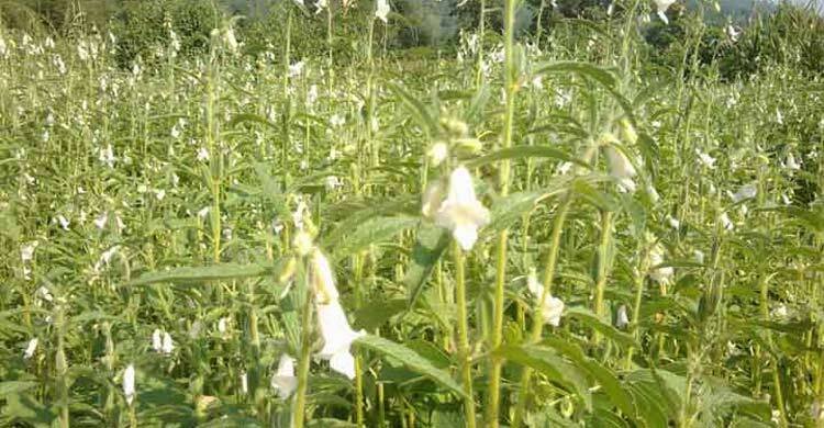 ঝালকাঠিতে তিল চাষে সাফল্যের পথে চাষিরা