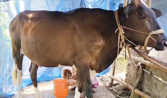 গর্ভধারণ ছাড়াই দুধ দিচ্ছে বাছুর, চাঞ্চল্য বরিশালে