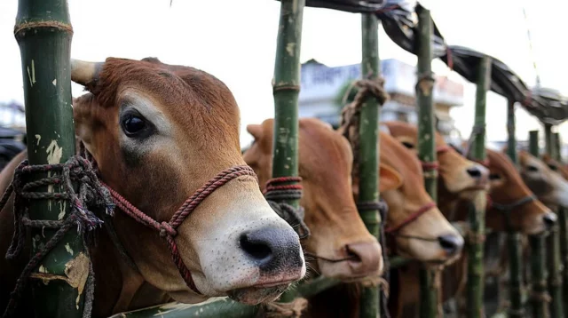 দেশে গবাদিপশু উৎপাদনে ‘নীরব বিপ্লব’, কোরবানির পরও উদ্বৃত্ত ২০ লাখ গরু-মহিষ