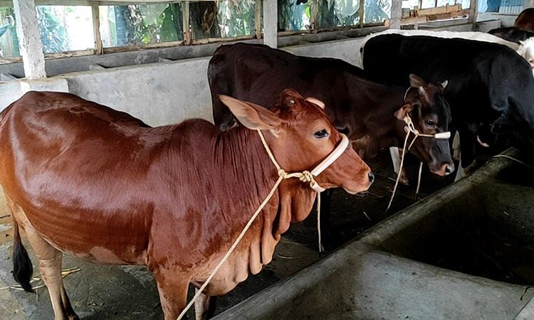 পটুয়াখালীতে কোরবানির পশুর সরবরাহ চাহিদার চেয়েও বেশি