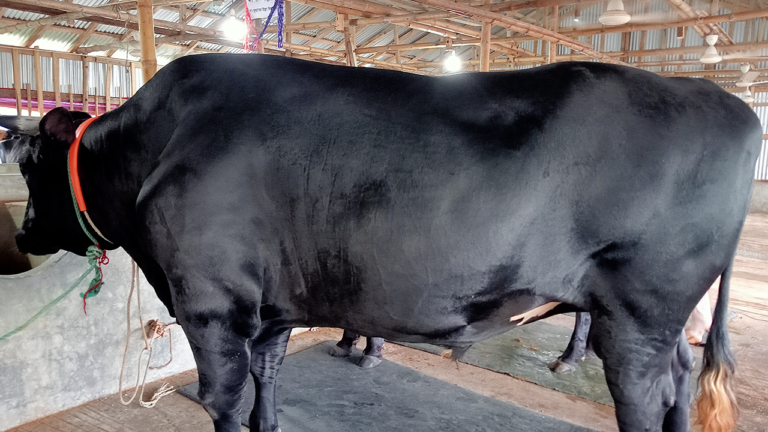 ঈদ হাট মাতাবে রাঙ্গা দুদু, কালা পাহাড় ও রাজা মানিক