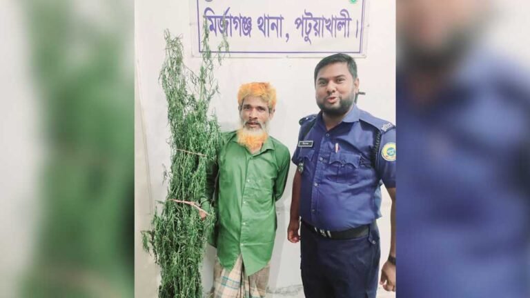 পাট খেতে গাঁজা চাষ: মির্জাগঞ্জে কৃষক আবুল হোসেন গ্রেপ্তার