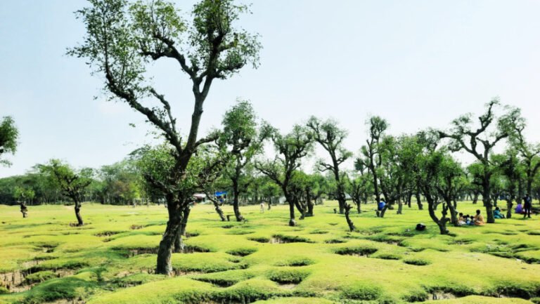 অপার সম্ভাবনার নিদ্রা সমুদ্র সৈকত: একটি নতুন পর্যটন কেন্দ্র