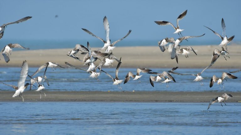 বিশ্ব পরিযায়ী পাখি দিবস ২০২৫: নগর হোক পাখিরও আশ্রয়