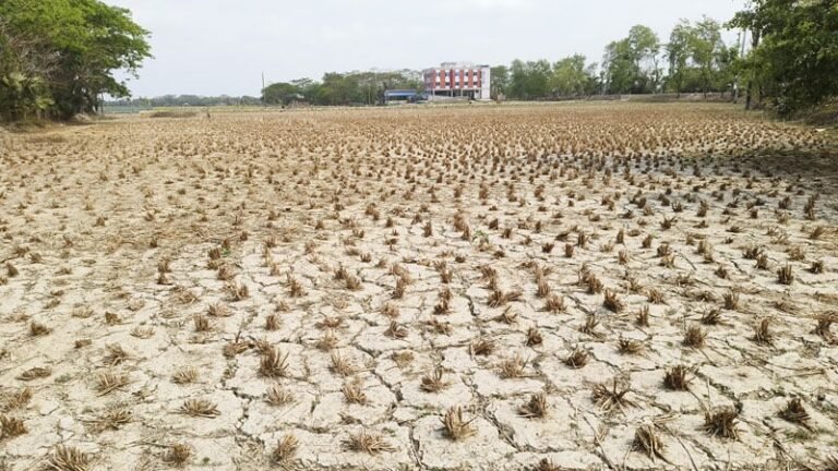 তালতলীতে লবণাক্ততায় অনাবাদি ৯ হাজার হেক্টর জমি, ক্ষতি বছরে ১১৫ কোটি টাকা