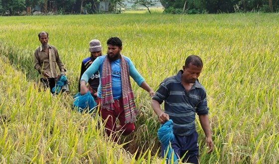 বাম্পার ফলনে কৃষকের মুখে হাঁসি, আগৈলঝাড়ায় ধানের স্বর্ণালী মৌসুম