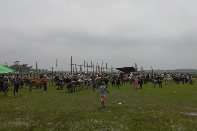 বরিশালের পশুহাটে এখনও জমে ওঠেনি বেচাকেনা