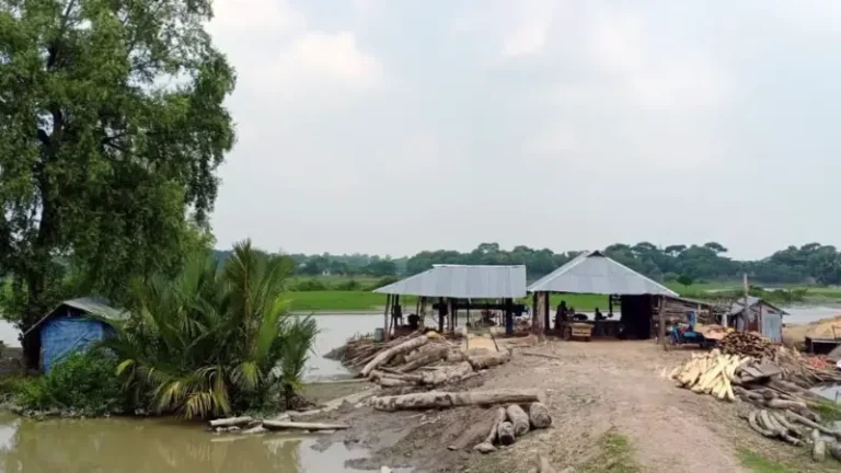 কলাপাড়ায় অবৈধ করাতকলের দাপট