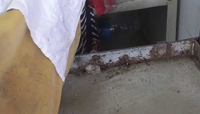ভোলা হাসপাতাল যেন পোকামাকড়ের আক্রমণে বন্দি