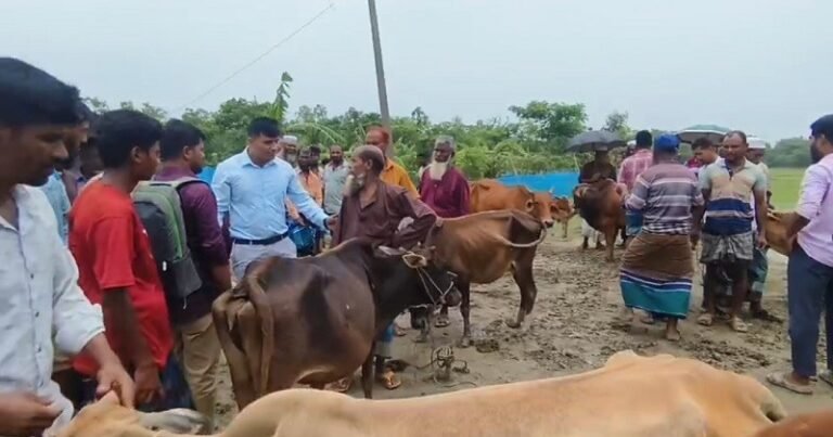 কলাপাড়ায় মহাসড়ক দখল করে বসানো পশুর হাট বন্ধ করলো প্রশাসন