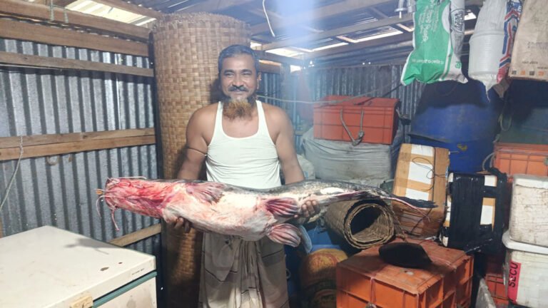 ভোলায় মেঘনায় ধরা পড়ল ১৩ কেজির আইড় মাছ, নিলামে দাম ১৮ হাজার টাকা