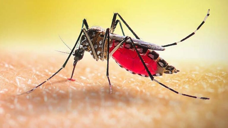 আশংকাজনক হারে বেড়েছে ডেঙ্গু, মৃত্যু ১ জন