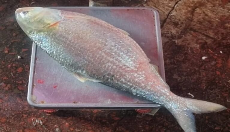 বরিশালে আড়াই কেজির ইলিশ ১৩ হাজার টাকায় বিক্রি