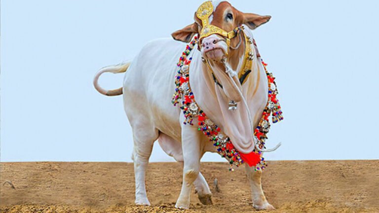 বেশিরভাগই মৌসুমি কসাই ও সাধারণ মানুষ; আহতের সংখ্যা অনেক