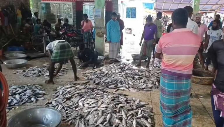 কুয়াকাটার সাগরে ফিরল ইলিশ, জেলেদের মুখে হাসি