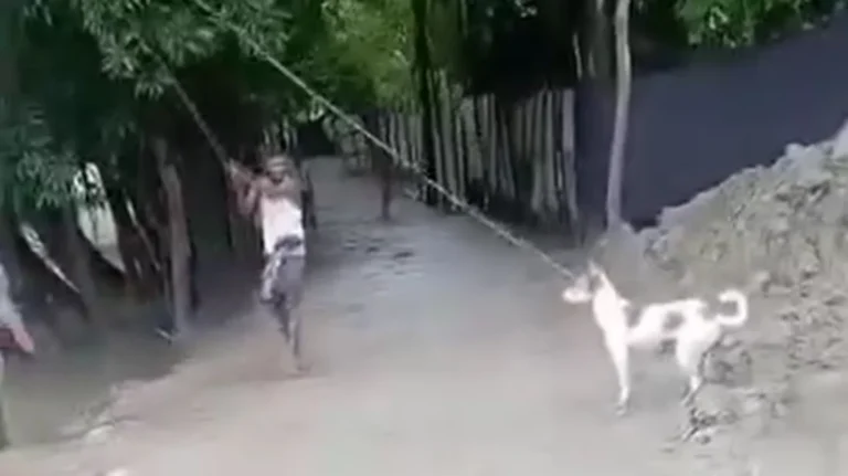 বরিশালে কুকুরকে গাছে ঝুলিয়ে হত্যা, যুবককে জরিমানা