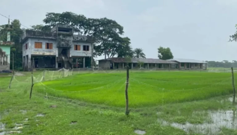 মাদরাসার মাঠে ধানের বীজতলা, অভিযোগ ইউপি সদস্যের বিরুদ্ধে