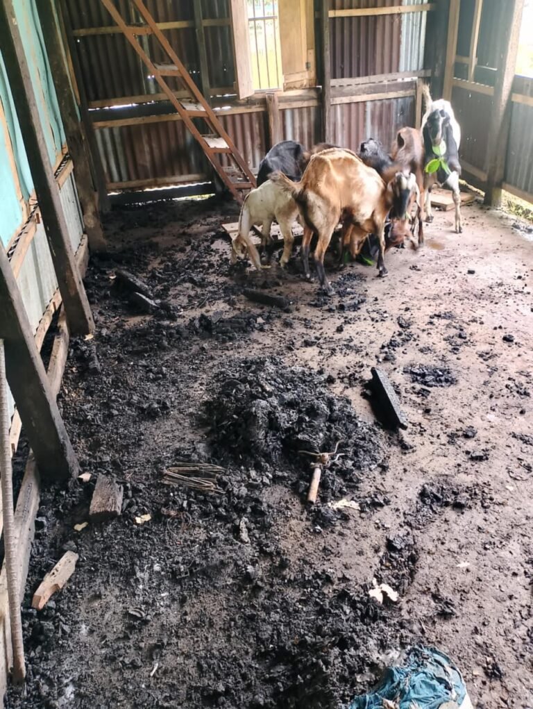 উজিরপুরে খ্রিস্টান পল্লীতে গভীর রাতে হামলা, ছাগল লুট ও অগ্নিসংযোগের অভিযোগ